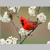 bird_cardinal.Jpg