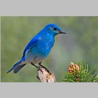 bird_mountain_bluebird.jpg